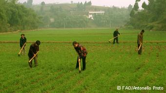 Family Farming China