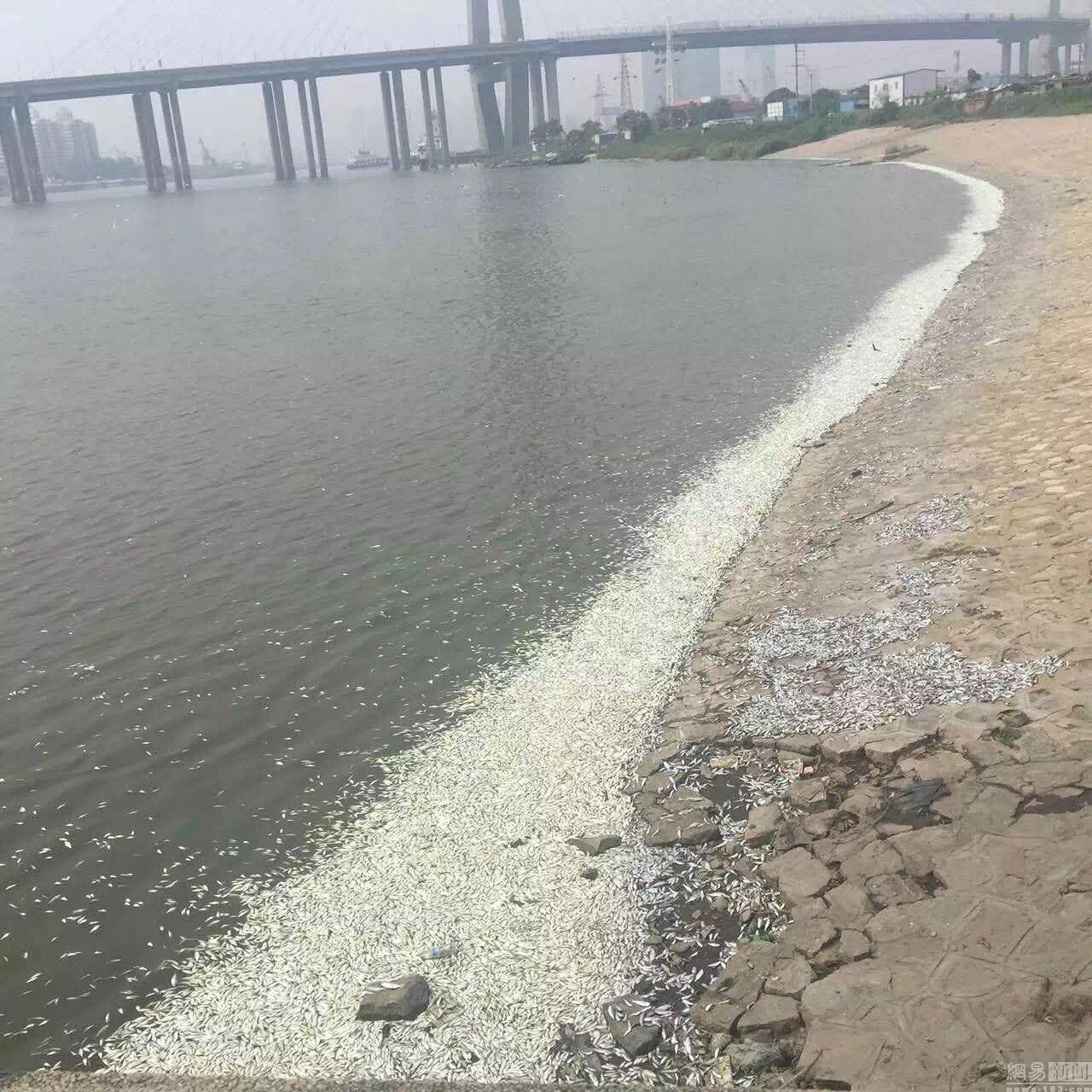 网曝天津滨海海河闸岸突现大面积死鱼 - 中国导