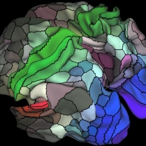 最精确人类大脑地图绘出！97区域首查明
