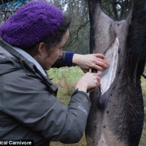 英国女记者变身汉子 试验一年只吃自己打猎的肉